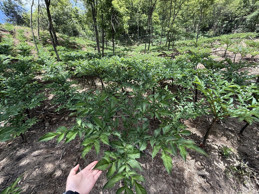 1785294937403782.jpg 图3魔芋种植园.jpg