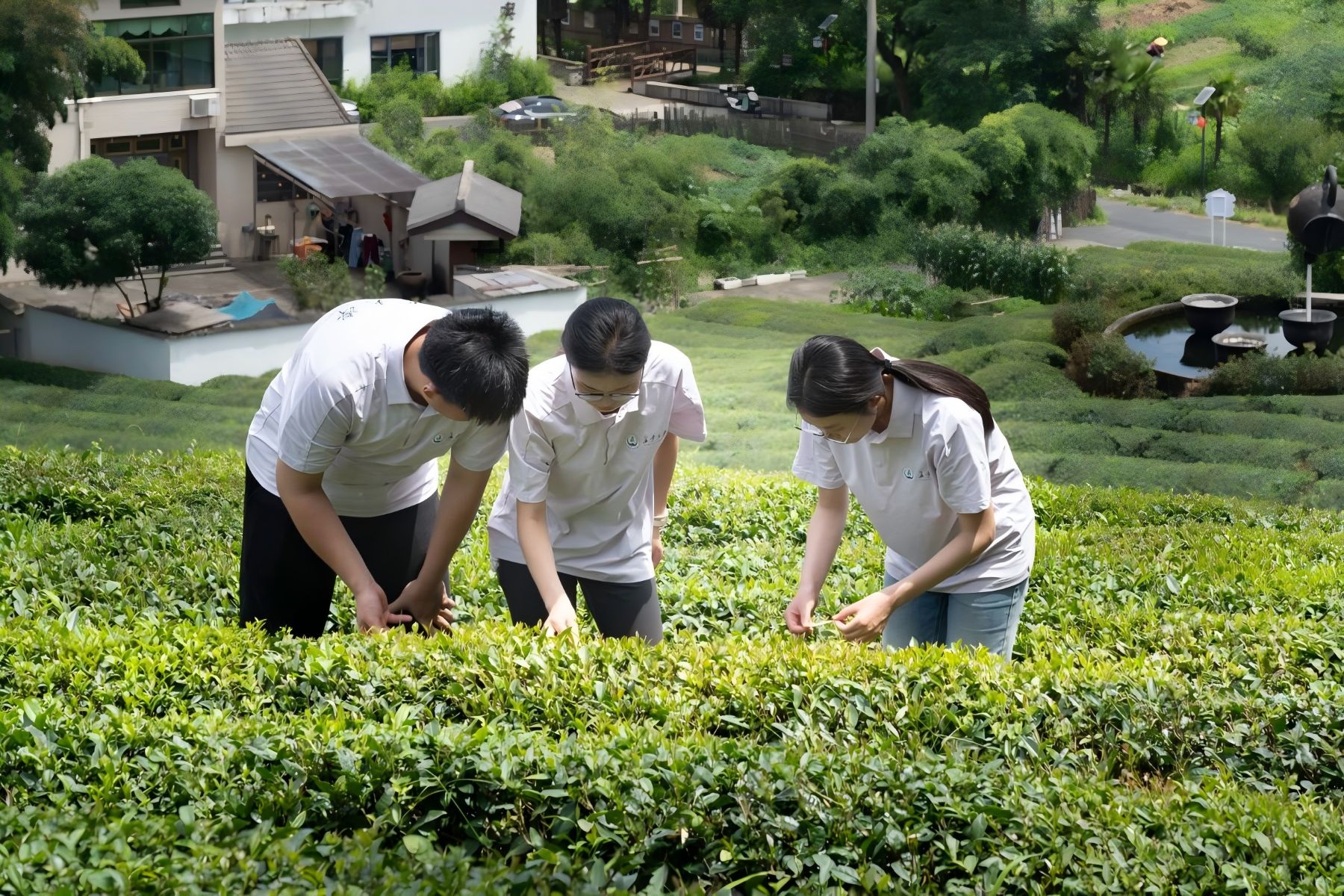 1785812120836613.jpg 坡塘村茶山.jpg