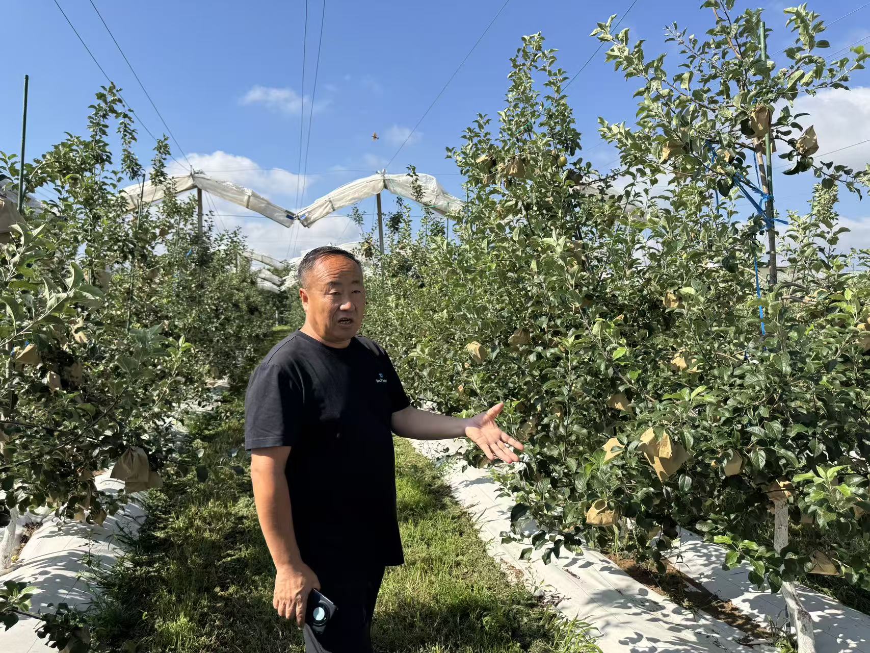 1786557654859739.jpg 图 1:洛川苹果试验站站长邹养军老师讲解苹果栽培技术.jpg